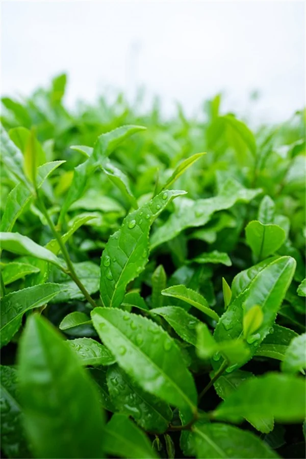 コンテナガーデニングの溢れ出る植物5選！見た目が一気にプロ級になる失敗しない選び方