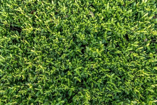 室内で種まき場所選びのコツ、発芽率が上がる最適な環境とは
