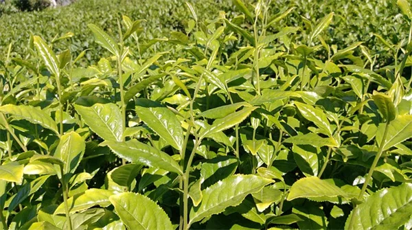 玄関におすすめの植物9選！風水効果と育て方のコツ