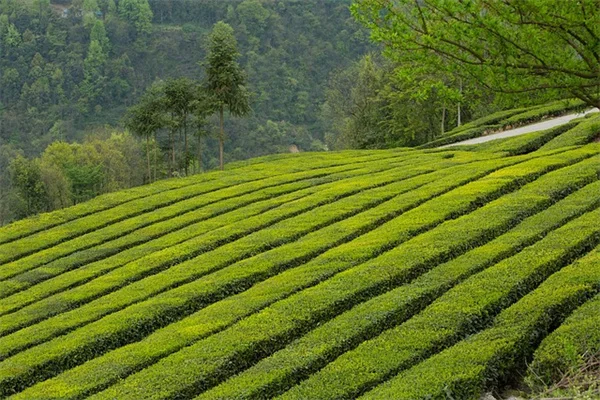 春の種まきで蝶を呼ぶ！8つの花と育て方のコツ