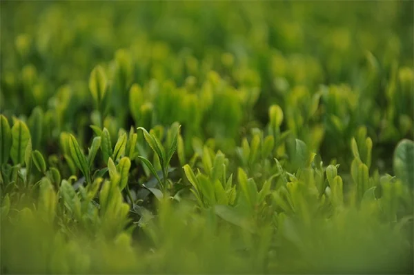 【保存版】木の植え方、よくある10の失敗と正しい手順